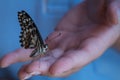 Butterfly on hand Royalty Free Stock Photo