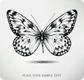 Butterfly hand drawing.Vector