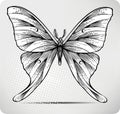 Butterfly, hand drawing. Vector illustration.