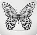 Butterfly, hand-drawing. Vector illustration.