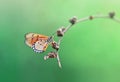 Butterfly Hanging Royalty Free Stock Photo