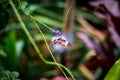 Butterfly hanging upside-down on a flower