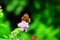 Butterfly Hardhead forest sits on pink flowers.