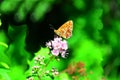Butterfly Hardhead forest sits on pink flowers. Royalty Free Stock Photo