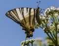 the butterfly has colorful wings and a long proboscis instead of a nose Royalty Free Stock Photo