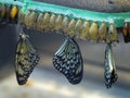 Butterfly hatchery Royalty Free Stock Photo