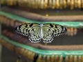 Butterfly hatchery Royalty Free Stock Photo