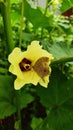 Butterfly having its rewards from flower Royalty Free Stock Photo