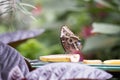 Butterfly having lunch Royalty Free Stock Photo