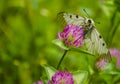 Butterfly Royalty Free Stock Photo