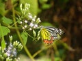 Butterfly having snaks Royalty Free Stock Photo