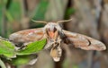 Butterfly hawkmoth 1