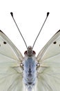 Butterfly head with antenna on white background Royalty Free Stock Photo