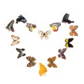 Butterfly heart sharp frame Royalty Free Stock Photo