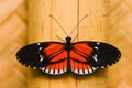 Butterfly Heleconius melpomene