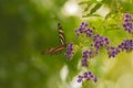 Butterfly Heliconius charitonius or zebra butterfly on purple flowers. Habitat region South America. Selective focus