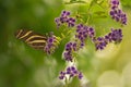 Butterfly Heliconius charitonius or zebra butterfly on purple flowers. Habitat region South America. Selective focus