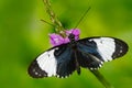 Butterfly Heliconius cydno galanthus in nature habitat. Nice insect from Costa Rica in the green forest. Butterfly sitting on the Royalty Free Stock Photo