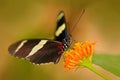 Butterfly Heliconius cydno galanthus, in nature habitat. Nice insect from Costa Rica in the green forest. Butterfly sitting on the Royalty Free Stock Photo