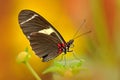 Butterfly Heliconius cydno galanthus, in nature habitat. Nice insect from Costa Rica in the green forest. Butterfly sitting on the Royalty Free Stock Photo