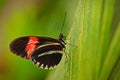 Butterfly Heliconius melpomene, in nature habitat. Nice insect from Costa Rica in the green forest. Butterfly sitting on the leave