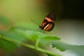 Butterfly Heliconus Melpomene on a green leaf. Royalty Free Stock Photo