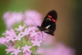 Butterfly Heliconus Melpomene on pink flower.