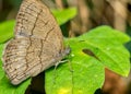 Butterfly Hermeuptychia hermes - Macro photograph of a butterfly / lepidoptera, species Hermeuptychia hermes on a leaf