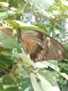 Butterfly in Hershey Gardens exotic atrium