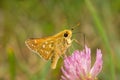 Butterfly Hesperia Comma drinks nectar from a flower of clover