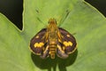 Butterfly, Hesperiidae, Gumti, Tripura