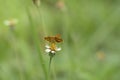 Butterfly Hesperiidae perching on green leaf as backgrond