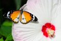 Butterfly on hibiscus moscheutos