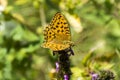 A butterfly, High brown fritillary (Argynnis adippe) on the flower Royalty Free Stock Photo