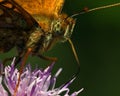 Butterfly The High brown fritillary, argynnis adippe in macro