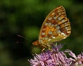 Butterfly The High brown fritillary, argynnis adippe in macro Royalty Free Stock Photo