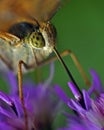 Butterfly The High brown fritillary, argynnis adippe in macro Royalty Free Stock Photo