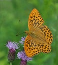 Butterfly The High brown fritillary, argynnis adippe in macro Royalty Free Stock Photo