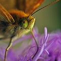 Butterfly The High brown fritillary, argynnis adippe in macro Royalty Free Stock Photo