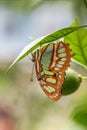 Butterfly upside down Royalty Free Stock Photo