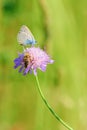 Butterfly and honey bee on purple flower Royalty Free Stock Photo