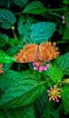 butterfly honey sucking on the flower