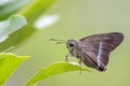 Butterfly in Nature, The Name is Hasora Chromus Royalty Free Stock Photo