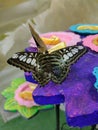 Butterfly House in Varna, Black Sea Coast (Bulgaria, EU)