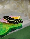 Butterfly House in Varna, Black Sea Coast (Bulgaria, EU)