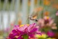 Butterfly hummingbird takes pollen