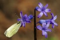 Butterfly on a hyacinth flower