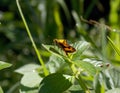 Butterfly Royalty Free Stock Photo