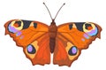 Butterfly icon. Colorful cartoon moth. Winged insect