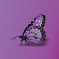 Butterfly icon, Cute Cartoon Funny Character with Colorful Wings, Flying Insect in, Flat Design